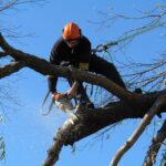 How to Know When Tree Removal in Sydney Is Necessary