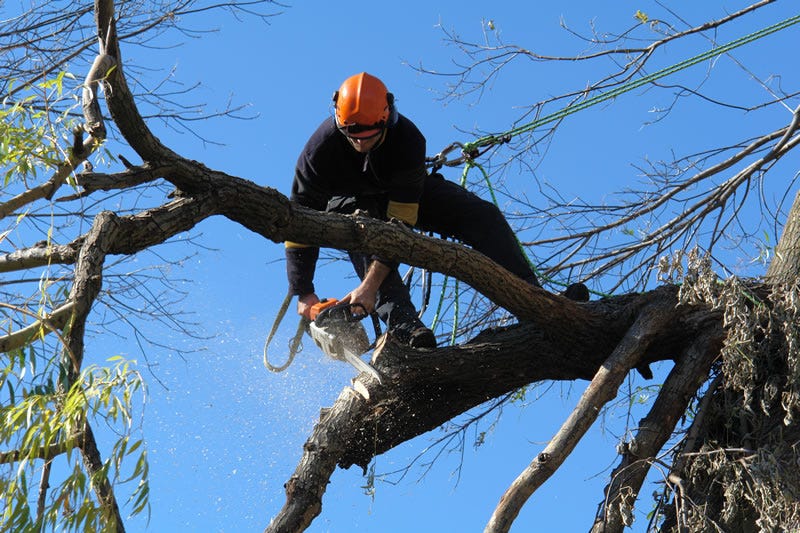tree removal sydney