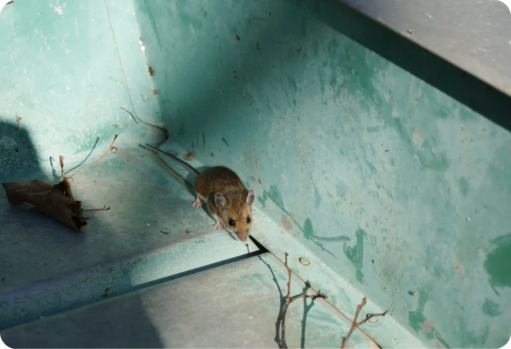 Rodent Control Sydney: Signs You Have a Problem and What to Do


