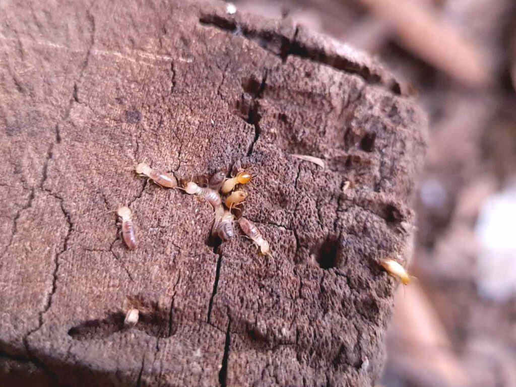 How to Combine Pest Control and Termite Treatment With Regular Maintenance
