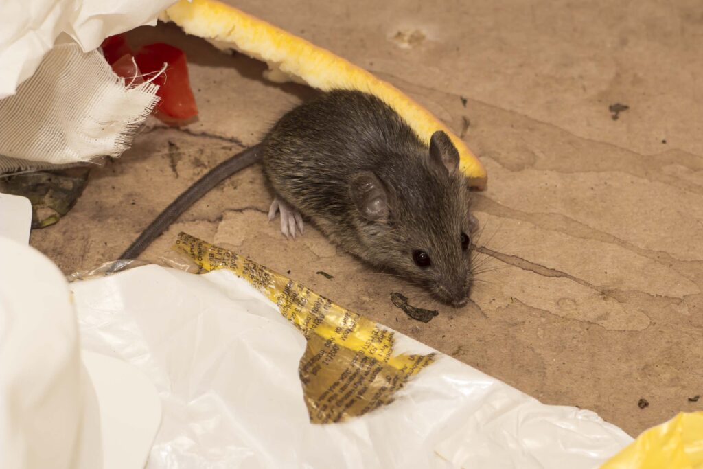 Rodent Control Sydney: Signs You Have a Problem and What to Do