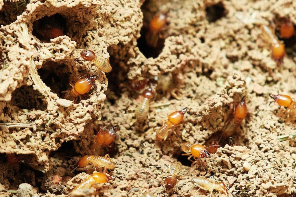 How to Combine Pest Control and Termite Treatment With Regular Maintenance