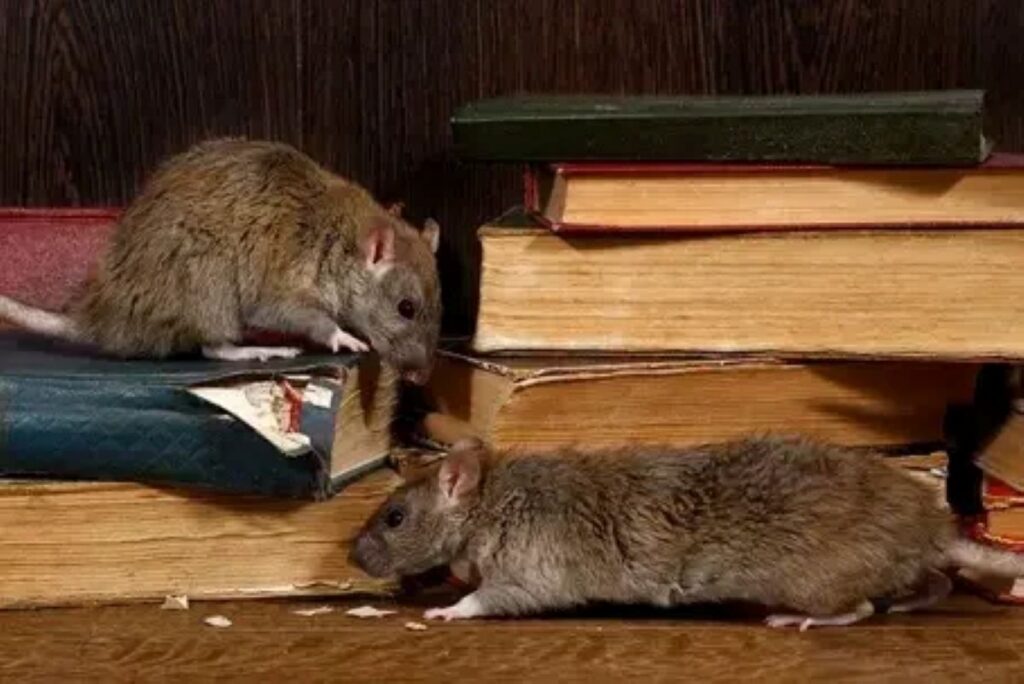 rat exterminator Sydney