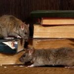 Do You Need a Rat Exterminator Sydney or DIY Solutions?