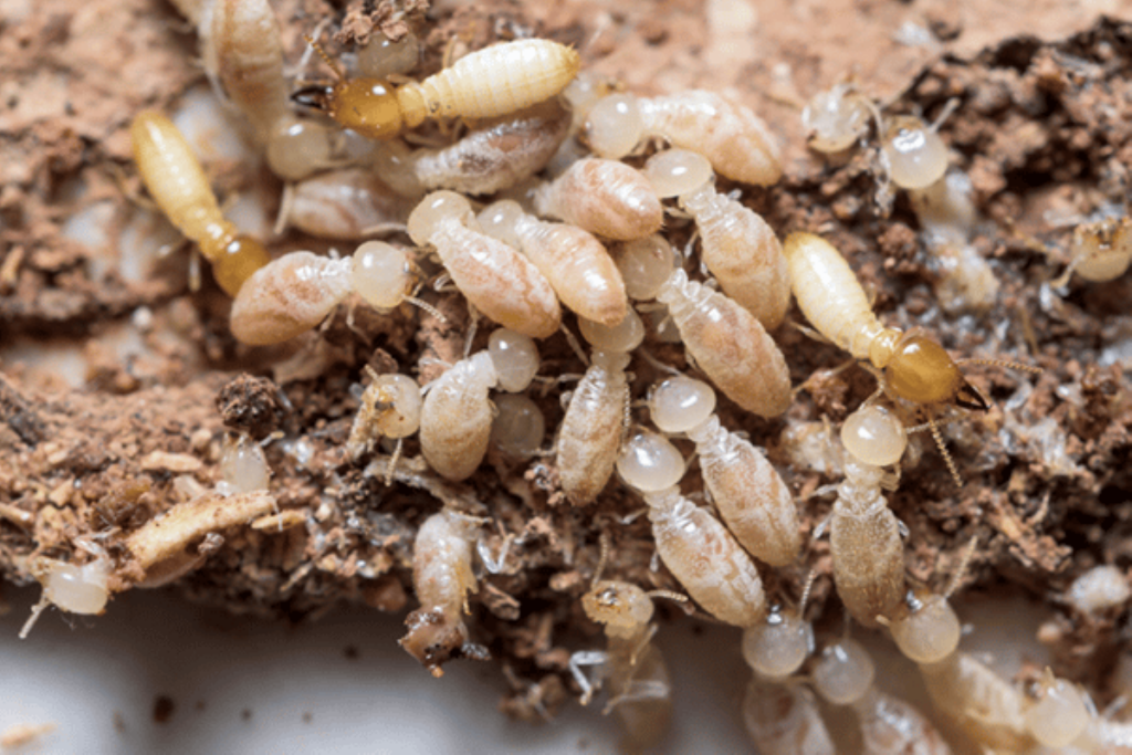 termite pest control Sydney